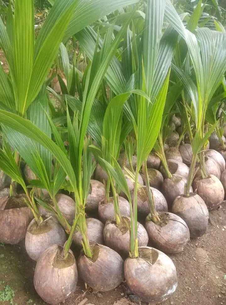 Harga Bibit Kelapa Kopyor Asli